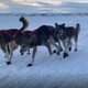 Iditarod Leader Loses Race Lead After His Dogs Quit